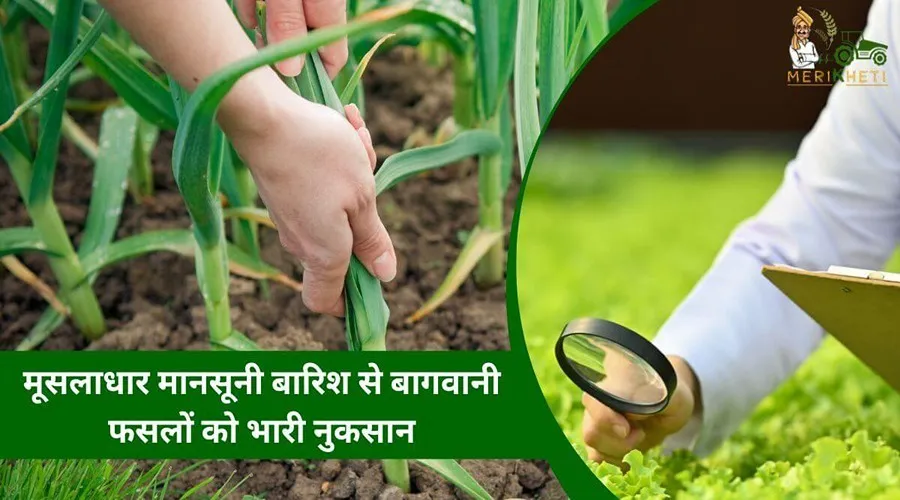 मूसलाधार मानसूनी बारिश से बागवानी फसलों को भारी नुकसान