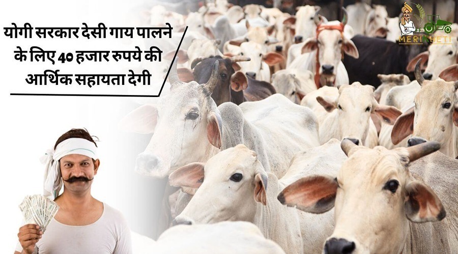 Nand Baba Mission: योगी सरकार देसी गाय पालने के लिए 40 हजार रुपये की आर्थिक सहायता देगी