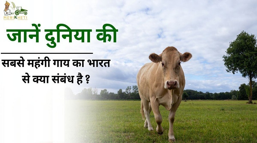जानें दुनिया की सबसे महँगी गाय का भारत से क्या संबंध है ?