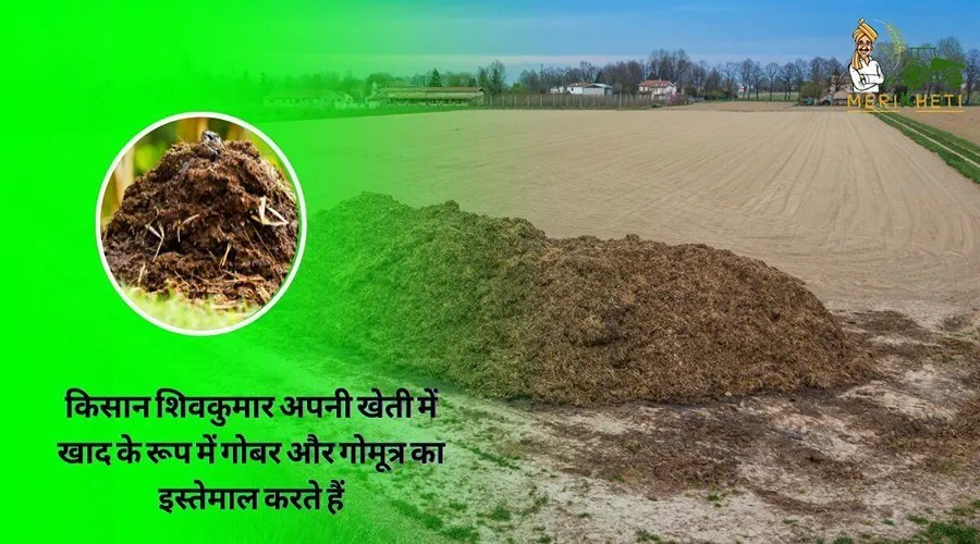 किसान शिवकुमार अपनी खेती में खाद के रूप में गोबर और गोमूत्र का इस्तेमाल करते हैं