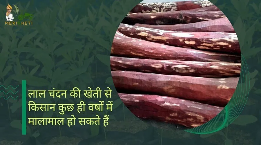 लाल चंदन की खेती से किसान कुछ ही वर्षों में मालामाल हो सकते हैं