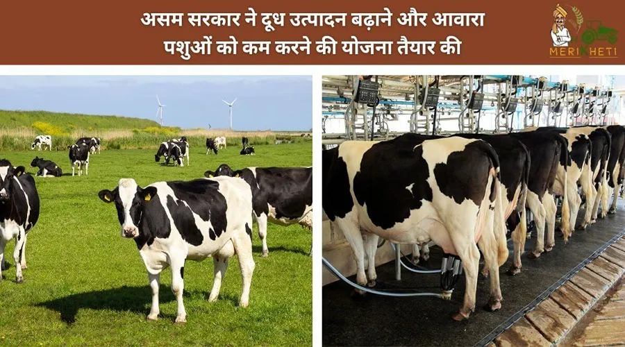 असम सरकार ने दूध उत्पादन बढ़ाने और आवारा पशुओं को कम करने की योजना तैयार की