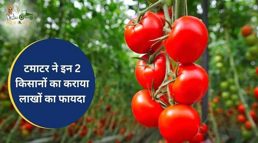 टमाटर ने इन 2 किसानों का कराया लाखों का फायदा
