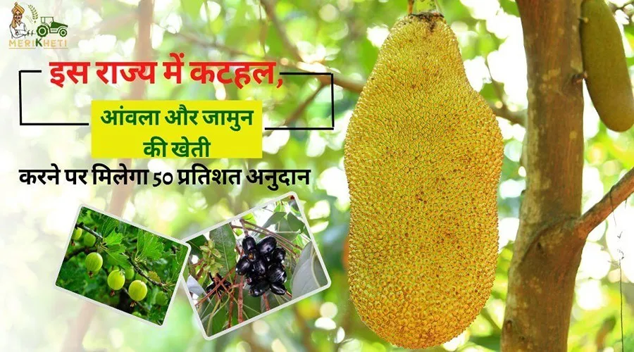 इस राज्य में कटहल, आंवला और जामुन की खेती करने पर मिलेगा 50 प्रतिशत अनुदान