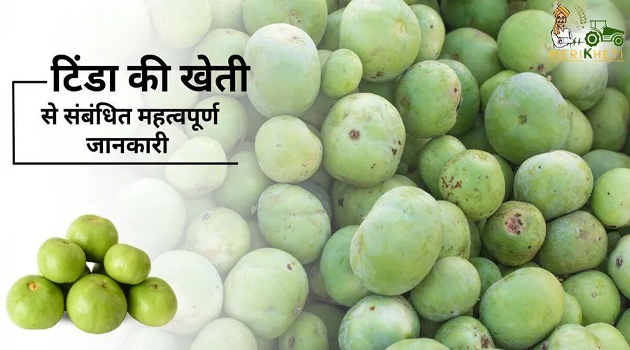 टिंडा की खेती से संबंधित महत्वपूर्ण जानकारी