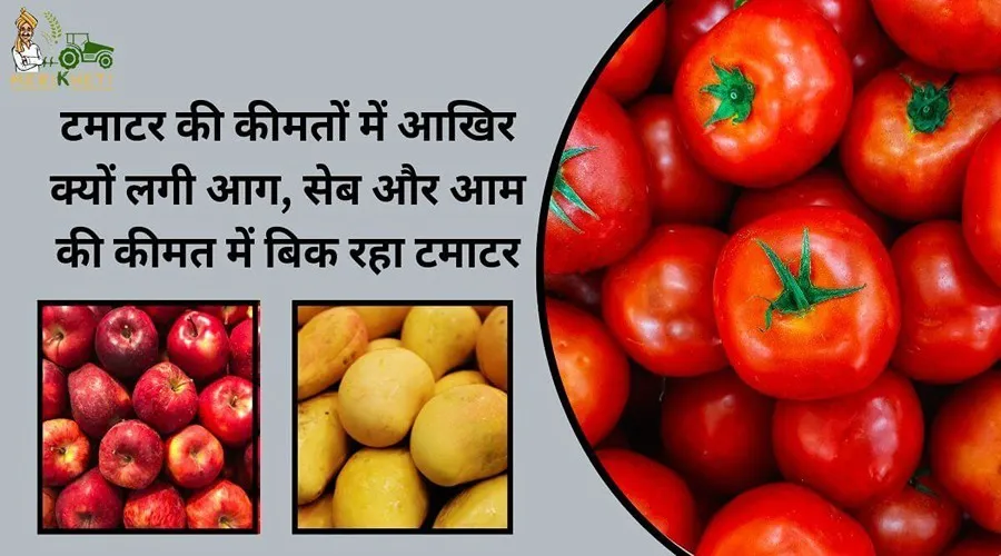 टमाटर की कीमतों में आखिर क्यों लगी आग, सेब और आम की कीमत में बिक रहा टमाटर