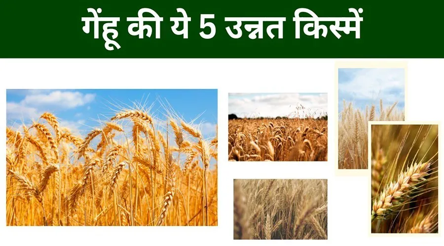 किसानों को 81 क्विंटल तक उपज देने की क्षमता रखती हैं गेंहू की ये 5 उन्नत किस्में