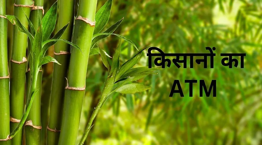 जानिए बांस को किसानों का एटीएम क्यों कहा जाता है ?