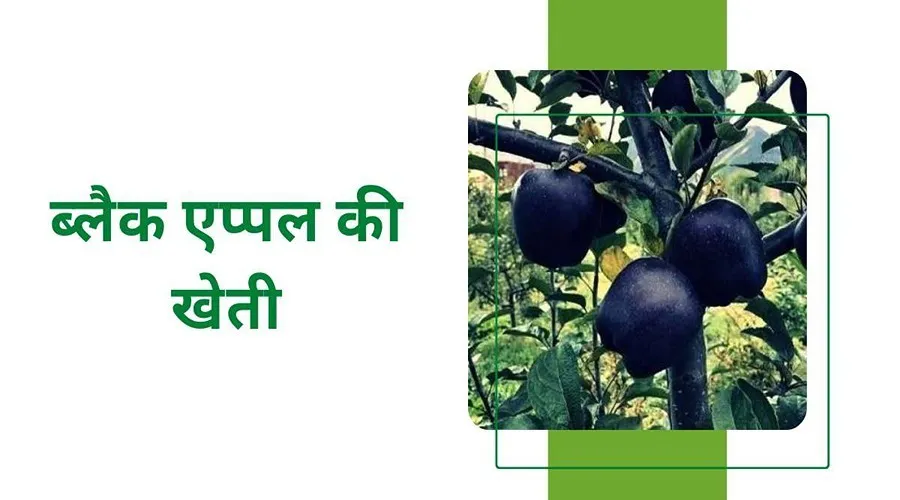  Detailed information about the plantation of black apple