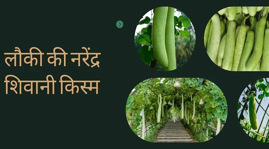 लौकी की इस किस्म ने बदली किसान की तकदीर