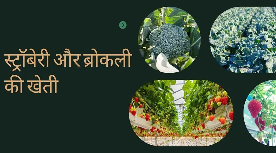किसान ने विपरीत परिस्थितियों में स्ट्रॉबेरी और ब्रोकली की खेती कर मिशाल पेश की