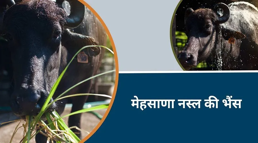 डेयरी व्यवसाय के लिए इस नस्ल की भैंस को शानदार माना जाता है