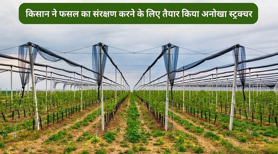 किसान ने फसल का संरक्षण करने के लिए तैयार किया अनोखा स्ट्रक्चर