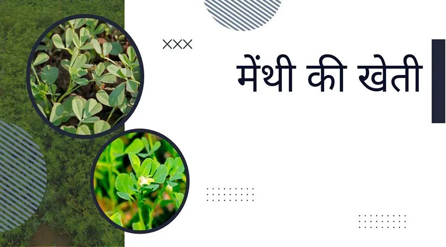 जानें मेथी की इन टॉप पांच उन्नत किस्मों के बारे में