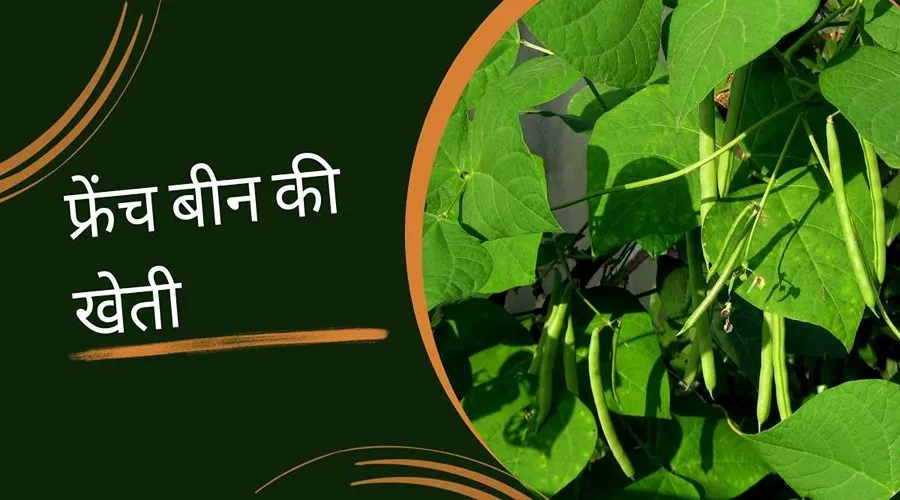फ्रेंच बीन की खेती से संबंधित महत्वपूर्ण जानकारी