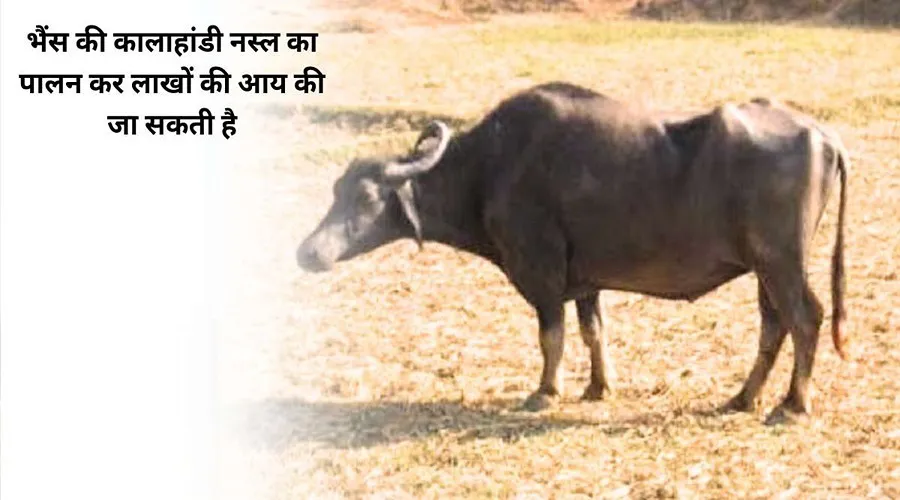 भैंस की कालाहांडी नस्ल का पालन कर लाखों की आय की जा सकती है