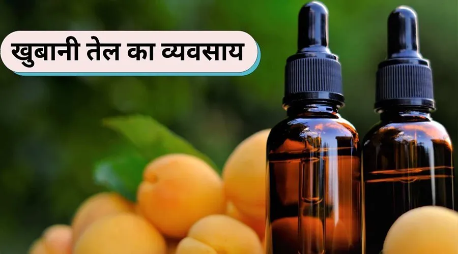 खुबानी तेल का व्यवसाय शुरू कर किसान लाखों की आय कर सकते हैं