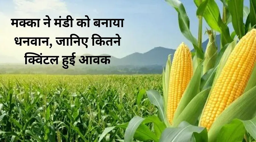 मक्का ने मंडी को बनाया धनवान, जानिए कितने क्विंटल हुई आवक