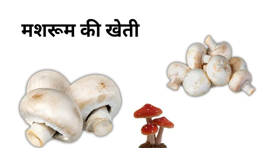 Mushroom Farming: मशरूम की खेती पर 50 प्रतिशत अनुदान की सुविधा