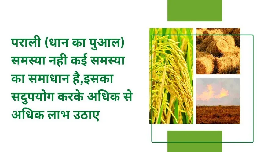 पराली (धान का पुआल) समस्या नही कई समस्या का समाधान है, इसका सदुपयोग करके अधिक से अधिक लाभ उठाए