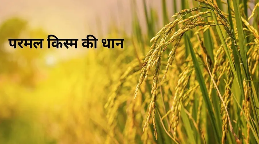 किसान भाई परमल किस्म की धान की ई-खरीद ना होने से निराश
