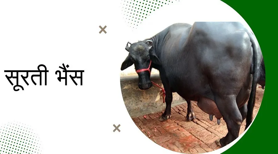 सूरती भैंस की कीमत और दूध देने की क्षमता