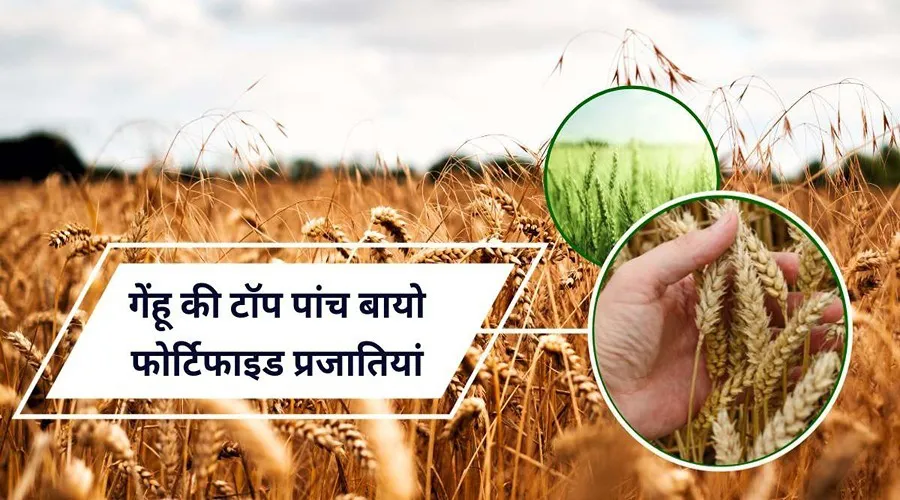 गेहूं की टॉप पांच बायो फोर्टिफाइड प्रजातियां इस प्रकार हैं