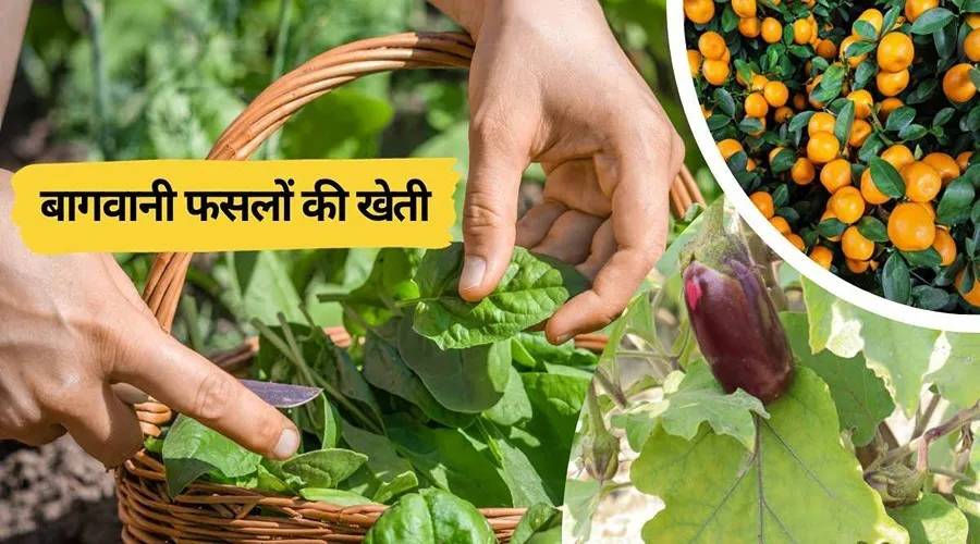 सर्दियों में बागवानी की इन फसलों की खेती से किसान लाखों कमा सकते हैं