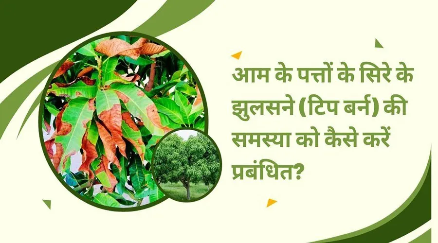 आम के पत्तों के सिरे के झुलसने (टिप बर्न) की समस्या को कैसे करें प्रबंधित?