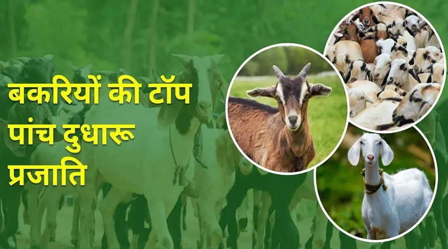 जानें बकरियों की टॉप पांच दुधारू प्रजातियों के बारे में