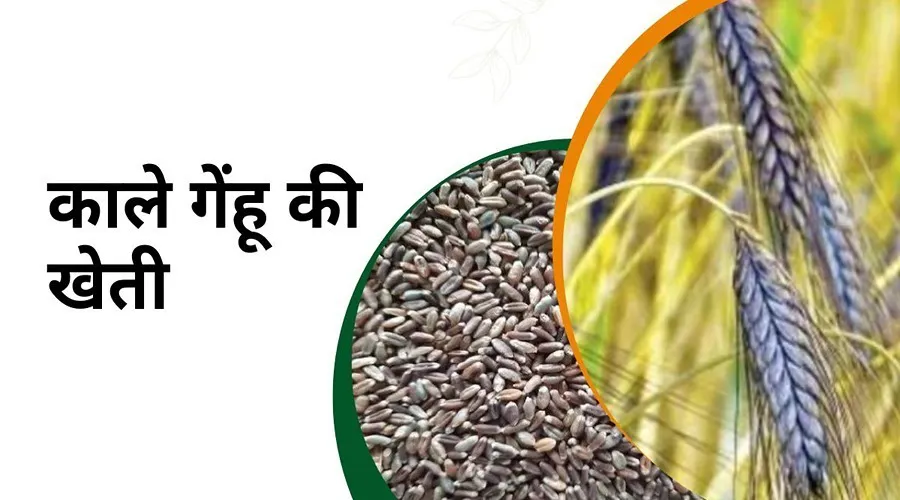 काले गेहूं की खेती से कृषक अपनी आय किस प्रकार बढाऐं