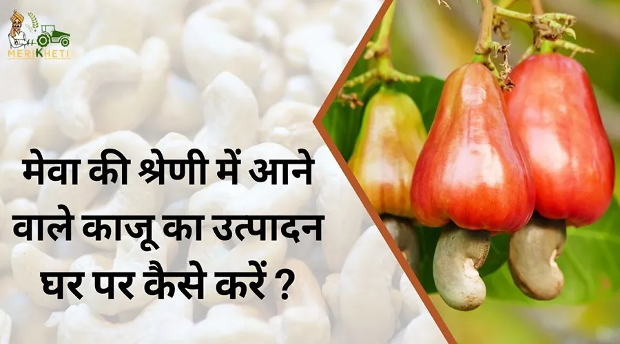 मेवा की श्रेणी में आने वाले काजू का उत्पादन घर पर कैसे करें ?