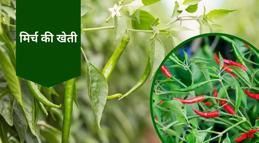 किसान मिर्च की खेती करके काफी अच्छा मुनाफा प्राप्त कर सकते हैं