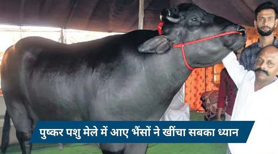 पुष्कर पशु मेले में आए अनमोल और राजा नाम के भैंसों ने खींचा सबका ध्यान