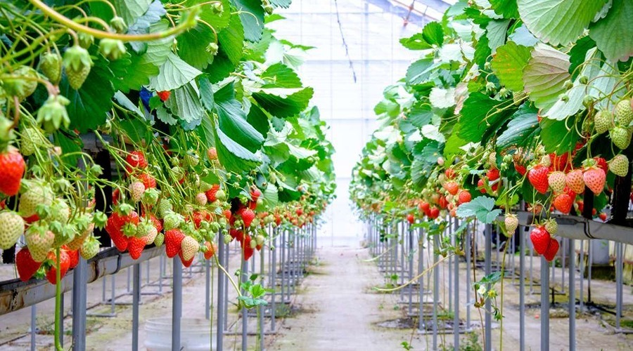 गुरलीन जमीन के छोटे से टुकड़े पर स्ट्रॉबेरी की खेती कर मिशाल बन चुकी हैं