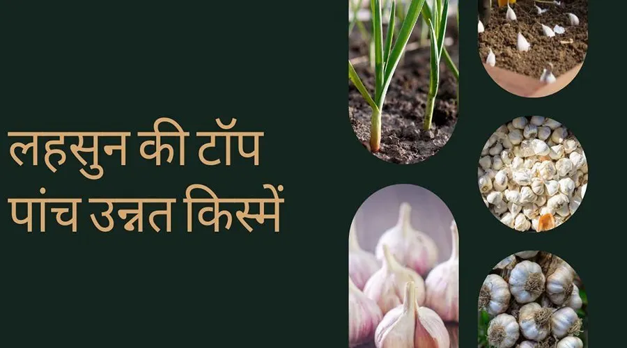 लहसुन की इन पांच किस्मों की बुवाई करके आप भी ले सकते है बेहतर उपज