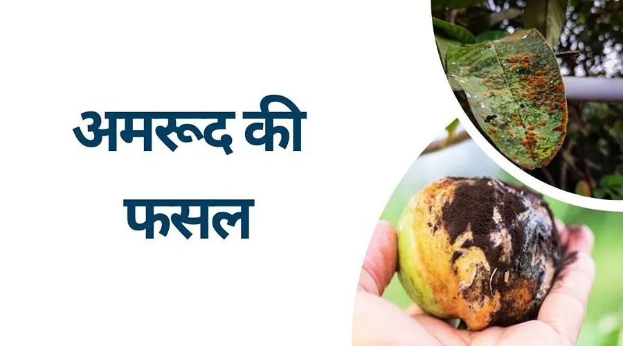 अमरूद की फसल को इन दो बिमारियों से बचाने का वैज्ञानिक तरीका
