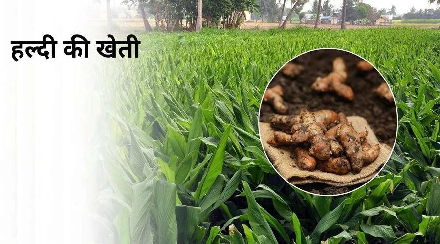हल्दी की खेती को कमाई वाली फसल कहने के पीछे की वजह
