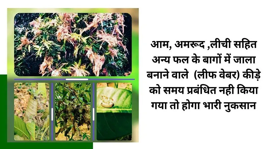 आम, अमरूद ,लीची सहित अन्य फल के बागों में जाला बनाने वाले (लीफ वेबर) कीड़े को समय प्रबंधित नही किया गया तो होगा भारी नुकसान