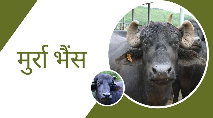 इस नस्ल की भैंस को पालने से पशुपालकों को लाखों की आमदनी होगी