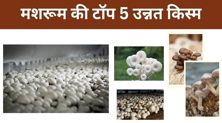 जानिए मशरूम की जानी मानी इन 5 उन्नत किस्मों के बारे में