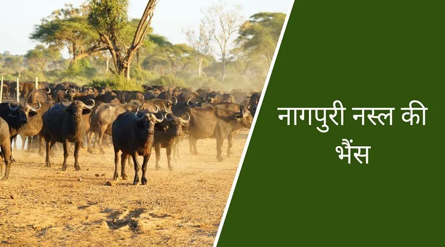 नागपुरी नस्ल की भैंस से डेयरी कृषक काफी लाभ कमा सकते हैं