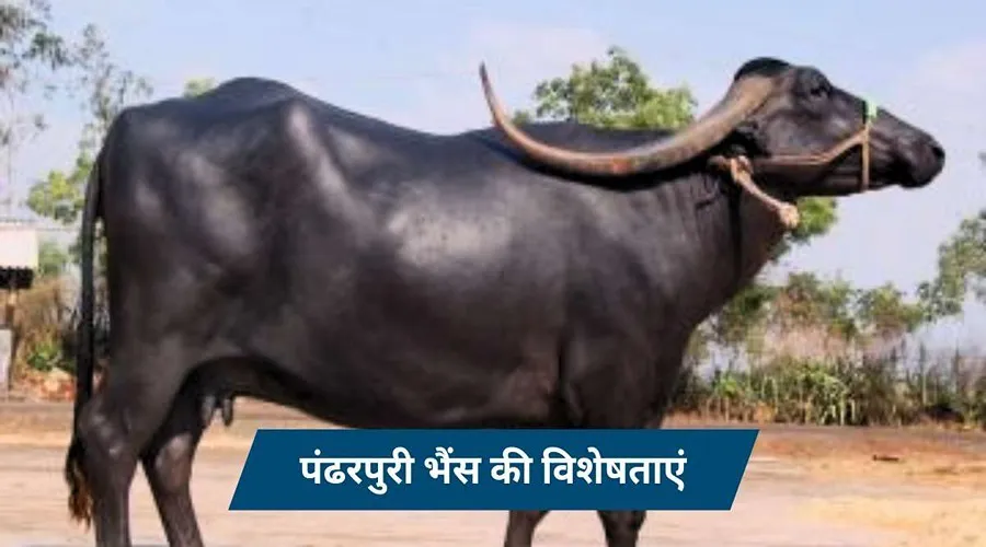 क्या हैं पंढरपुरी भैंस की विशेषताएं, दुग्ध उत्पादन क्षमता व कीमत