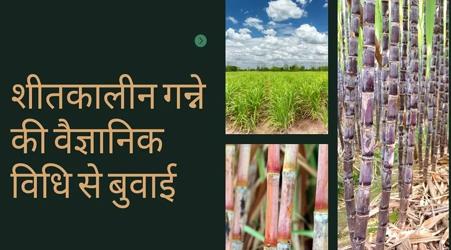 शीतकालीन गन्ने की वैज्ञानिक विधि से बुवाई करने पर नहीं लगेगा रोग