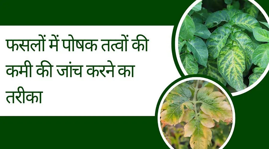 फसलों में पोषक तत्वों की कमी की जाँच करने का तरीका