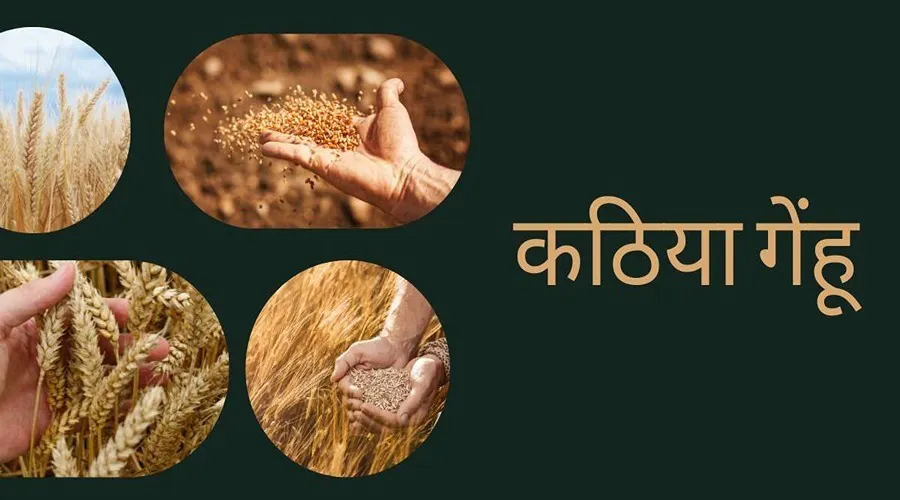 जानें कठिया गेहूं की टॉप पांच उन्नत किस्मों के बारे में