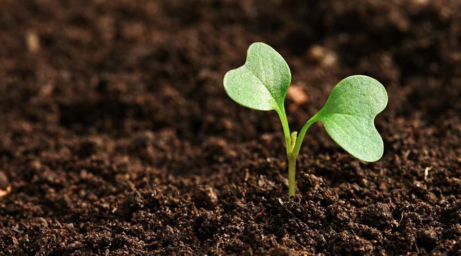 विश्व मृदा दिवस के अवसर पर पौधों की बीमारियों के प्रबंधन में स्वस्थ मिट्टी की भूमिका