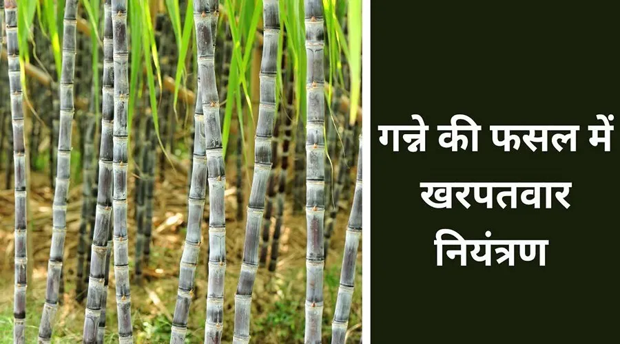 खरपतवार गन्ने की फसल को काफी प्रभावित कर सकता है