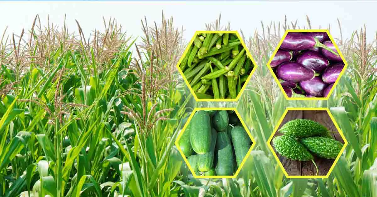 जून में उगाई जाने वाली फसलों की मुनाफादायक किस्में