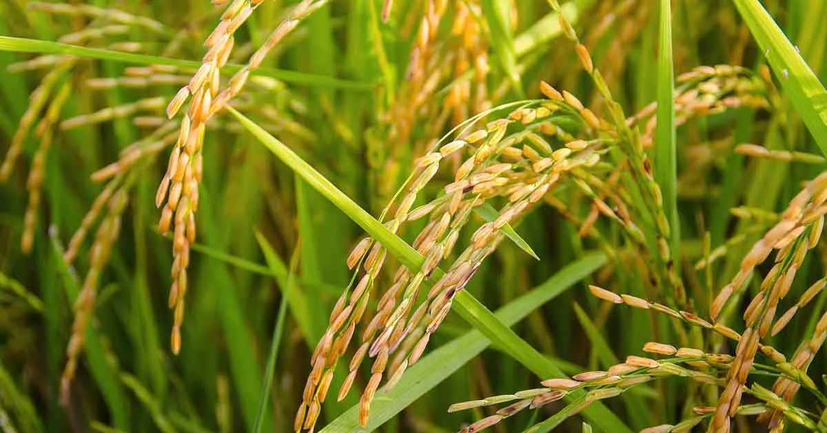 धान के अधिक उत्पादन हेतु उन्नत कृषि सलाह 